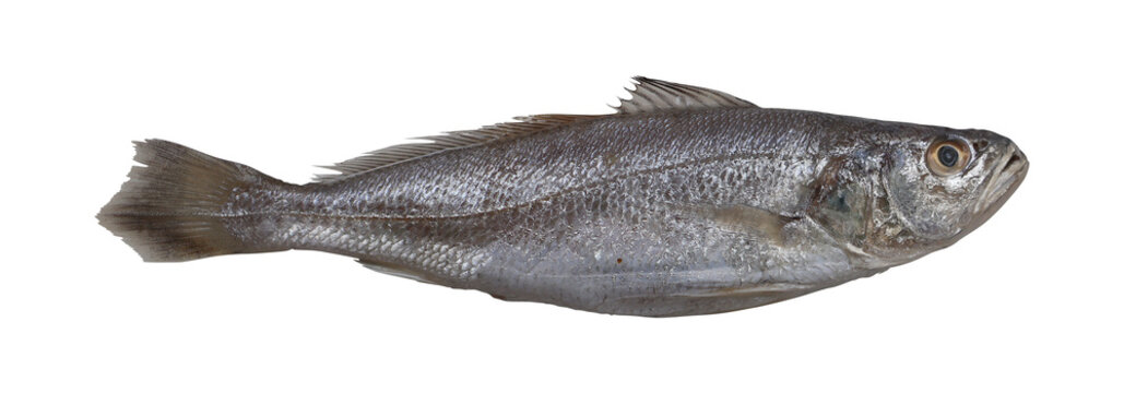 Croaker Fish (Micropogonias undulatus) on Transparent Background
