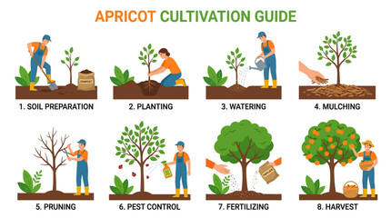 Obraz premium Informative infographic illustration showing eight essential steps for cultivating apricot trees from initial soil preparation through to the final harvest of ripe fruit