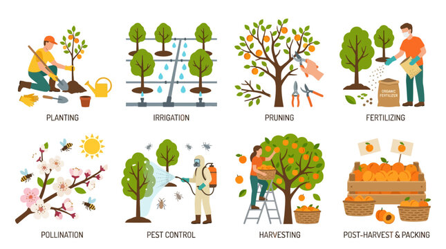 Illustrative set of eight icons depicting various stages of orchard management including planting irrigation pruning fertilizing pollination pest control harvesting and fruit packing