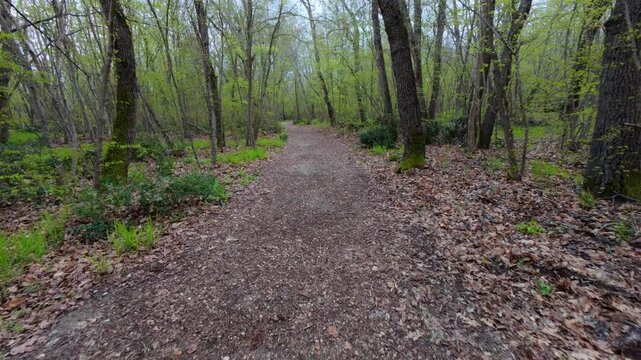 Walking forward on a dirt path through a green spring forest, POV shot