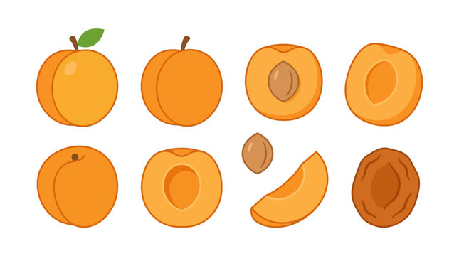 Fresh orange apricot fruits displayed as a collection of whole pieces with pits and sliced segments isolated on a clean white studio background