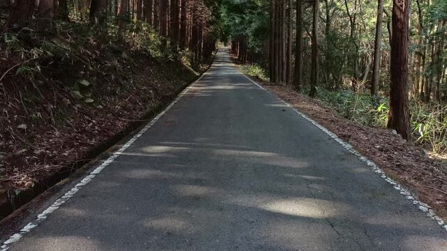 Empty forest road symbolizing journey, direction and future path
