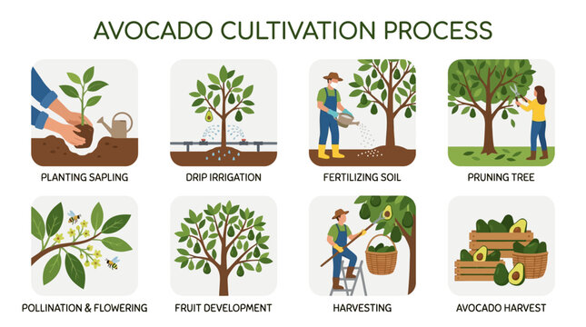 Illustrated infographic showing the complete avocado cultivation process from planting the young sapling to the final harvest of ripe healthy green organic fruits