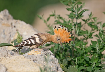 Eurasian Hoopoe (Upupa epops) perched on a rock in an unusual pose with its colorful crest fully open. © VOLODYMYR KUCHERENKO