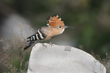 Eurasian Hoopoe (Upupa epops) perched on a rock in an unusual pose with its colorful crest fully open. © VOLODYMYR KUCHERENKO