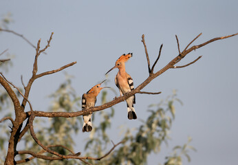 A large family group of Eurasian Hoopoes (Upupa epops), including chicks and adults, perched in a tall tree. © VOLODYMYR KUCHERENKO