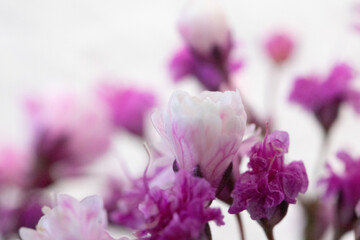 Fototapeta premium Close-up of delicate pink and purple flowers blooming against a soft white background.