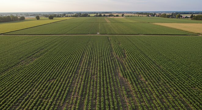 Green agricultural field with crops.