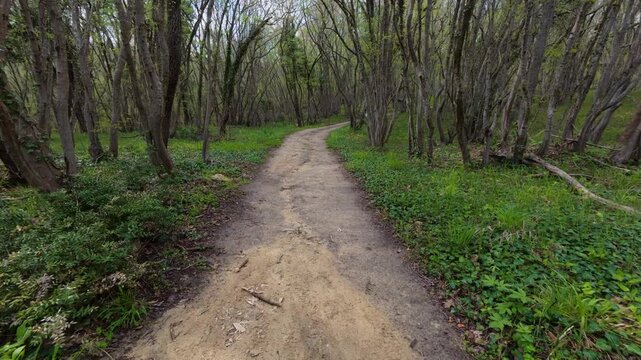 Walking forward on a dirt path through a green spring forest, POV shot