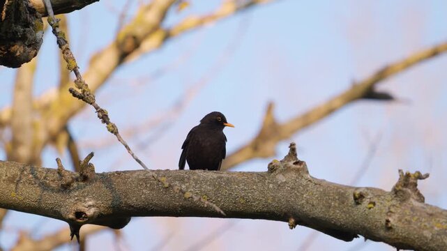 Common blackbird (Turdus merula) perched in an urban park, singing in natural surroundings. Wildlife footage capturing bird vocalization and calm behavior in a green city environment.