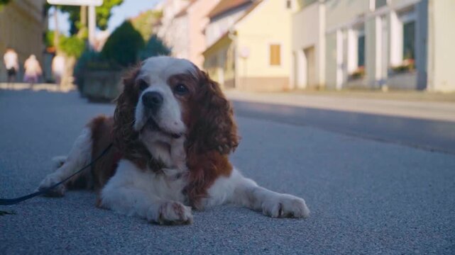 Closeup of hand feeding Cavalier King Charles Spaniel lying on street, showing pet care interaction and calm everyday urban lifestyle moment in Slovenia