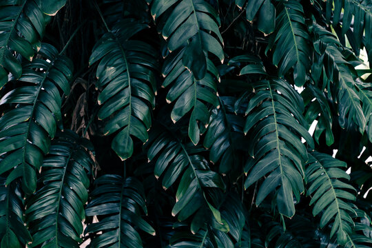 Tropical foliage natural pattern, Lush Monstera leaves with deep teal and moody dark tones