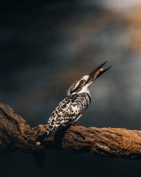 View of a striking pied kingfisher, black and white against a dark sky, proudly holding its catch on a gnarled branch, Maun, North-West District, Botswana.