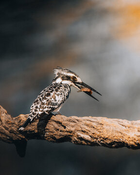 View of a pied kingfisher with speckled plumage, clutching a fish on a rugged branch, bathed in warm light, Maun, North-West District, Botswana.