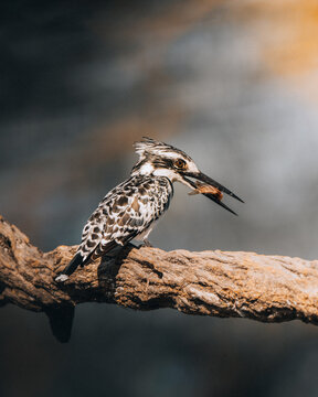 View of a pied kingfisher perched on a weathered branch, its beak clamping down on a fish against a soft-focus backdrop, Maun, North-West District, Botswana.