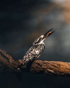 View of a pied kingfisher perched on a branch, beak open, seeming to sing against a dark, blurred background, Maun, North-West District, Botswana.