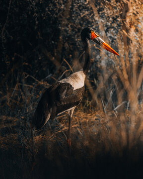 View of a striking saddle-billed stork with a brilliant red and black beak in shadowy foliage and dry grasses, Maun, North-West District, Botswana.