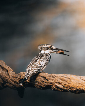 View of a pied kingfisher perched on a weathered branch, clutching its prey against a blurred backdrop of earth tones and hazy light, Maun, North-West District, Botswana.