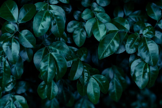 Lush tropical foliage with deep teal and navy blue tones