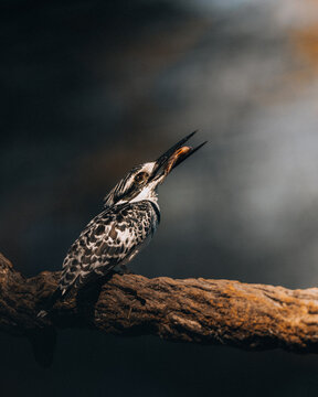 View of a striking pied kingfisher, beak agape, poised on a rugged, sun-kissed branch against a dramatic, shadowy backdrop, Maun, North-West District, Botswana.
