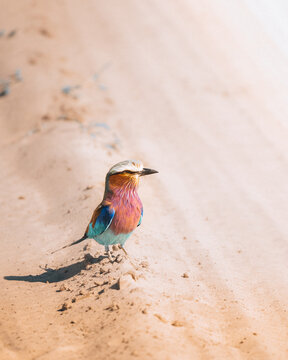 View of a stunning lilac-breasted roller with its vibrant purple, pink, and blue plumage starkly contrasting against the warm, sun-drenched sand, Maun, North-West District, Botswana.