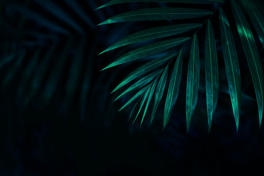 Tropical palm leaf with deep emerald and navy blue tones