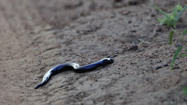 a Legless skink crawling up the road
