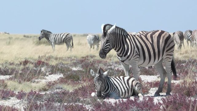 a zebra mare and her foal rest near charitsaub waterhole of etosha national park in namibia, africa