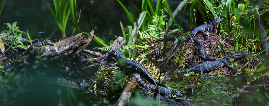 Many baby alligators (Alligator mississippiensis) in Corkscrew Regional Ecosystem Watershed, south Florida.
(Composite of several shots taken side by side to show more of the gators in focus at once)