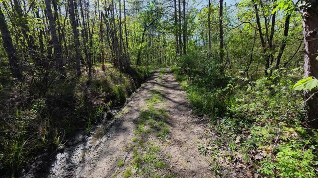 Walking forward on a dirt path through a green spring forest, POV shot