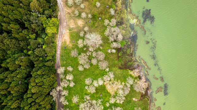 Aerial view of the vibrant greens of dense forest meeting the grassy verge near the pale green waters of Lagoa do Fogo, Ponta Delgada, Azores, Portugal.