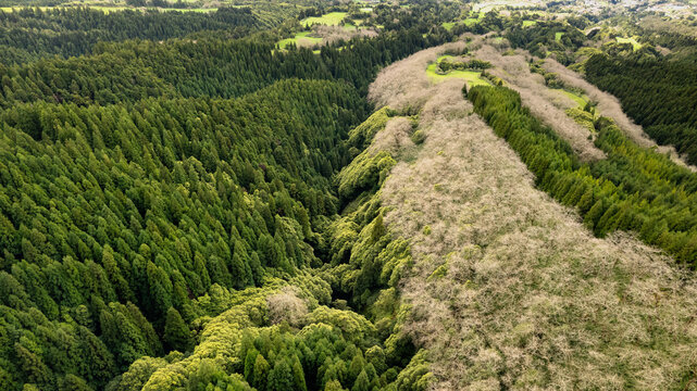 Aerial view of a vibrant green forest juxtaposed with a stark contrast of a leafless area, creating a stunning natural divide, Ponta Delgada, Azores, Portugal.