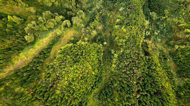 Aerial view of a vibrant, textured expanse of emerald and deep green forest canopies, sculpted by light, Ponta Delgada, Azores, Portugal.