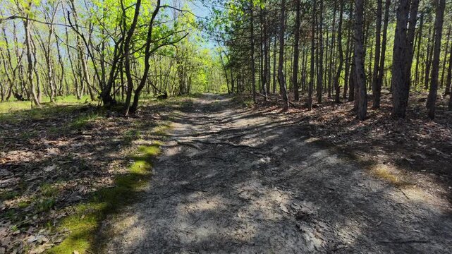 Walking forward on a dirt path through a green spring forest, POV shot