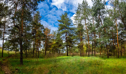 Obraz premium Vibrant pine forest clearing on a sunny spring day. Tall evergreen trees stand over lush green grass and yellow wildflowers. Bright blue sky with fluffy white clouds. Peaceful nature landscape.