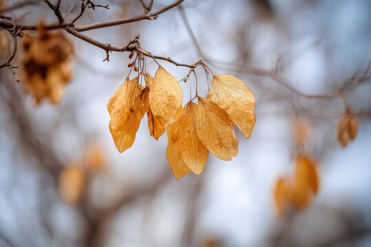 Delicate golden leaves cling to a bare branch against a blurred winter backdrop.
