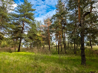 Obraz premium Vibrant pine forest clearing on a sunny spring day. Tall evergreen trees stand over lush green grass and yellow wildflowers. Bright blue sky with fluffy white clouds. Peaceful nature landscape.