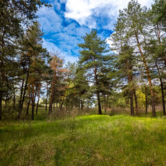 Fototapeta premium Vibrant pine forest clearing on a sunny spring day. Tall evergreen trees stand over lush green grass and yellow wildflowers. Bright blue sky with fluffy white clouds. Peaceful nature landscape.