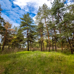 Fototapeta premium Vibrant pine forest clearing on a sunny spring day. Tall evergreen trees stand over lush green grass and yellow wildflowers. Bright blue sky with fluffy white clouds. Peaceful nature landscape.