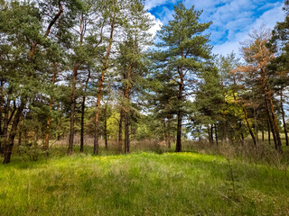 Fototapeta premium Vibrant pine forest clearing on a sunny spring day. Tall evergreen trees stand over lush green grass and yellow wildflowers. Bright blue sky with fluffy white clouds. Peaceful nature landscape.