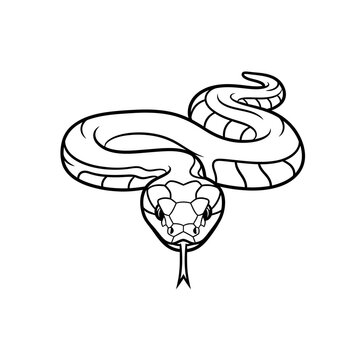 Coiled Snake Head Vector Illustration in Line Art Style