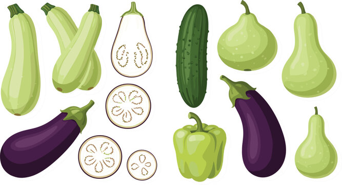 Green vegetables assortment vector illustration featuring zucchini cucumber eggplant bell pepper and gourd varieties isolated on white background in flat style
