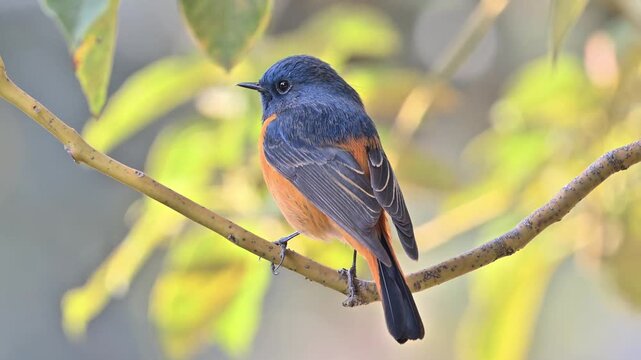 Blue-fronted Redstart bird perched on twig and flying away