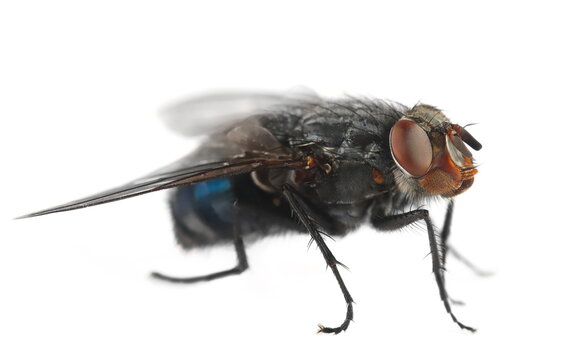 Blue fly insect isolated on white, side view