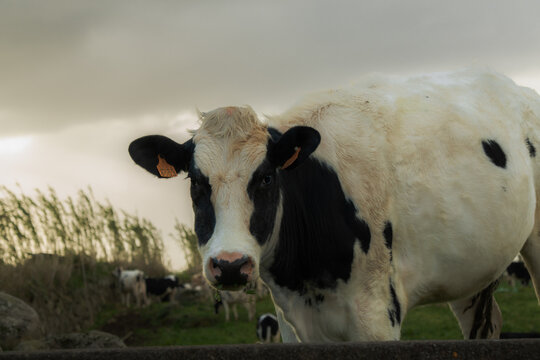 Azores cow