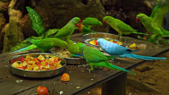 Colorful parrots and parakeets eating fresh fruit and seeds from metal bowls on a wooden table in Mauritius, tropical wildlife scene