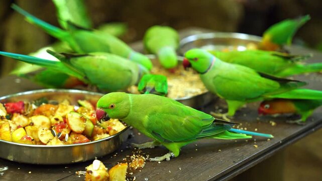 Group of green rose-ringed parakeets and lovebirds eating fruit and seeds from bowls in Mauritius
