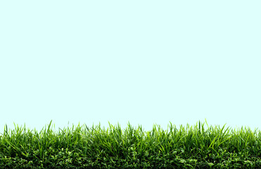 Obraz premium Grass, green lawn, Abstract natural beautiful background for showcasing products, goods, text. Nature, flora, eco-friendliness.