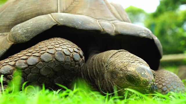 Giant Aldabra tortoise eating green grass in Mauritius, close up of head and shell, moving footage of wildlife in nature park