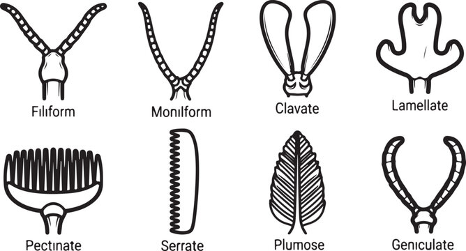 Types of insect antennae shapes vector illustration Vector